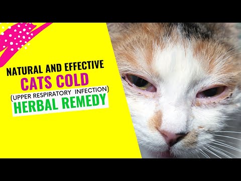 How To TREAT Cats Cold with Natural and Effective HERBAL Remedies