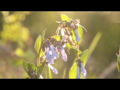 The Bluebells of Scotland - Bagpipes