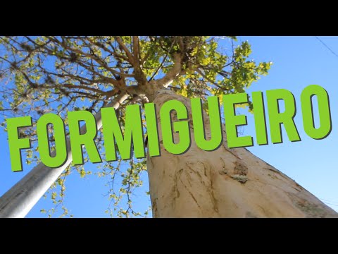 A VISTA DA FORMIGA