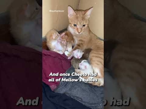 Stealing kittens for the best reason 🥹