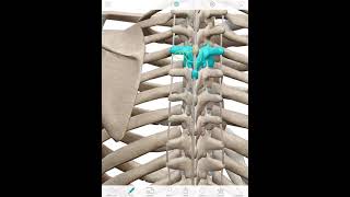 Thoracic & Neck Pain With Whiplash