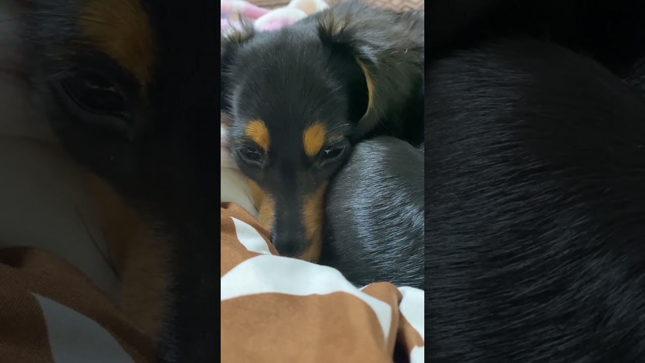 眠いのに撮影が気になってしまうチョコ【カニンヘンダックス・チョコの日常】Kaninchen Dachshund #shorts