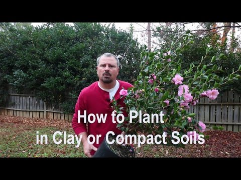 How to plant in clay, poorly draining, and compact soils. Proper tools, amendments, and techniques.