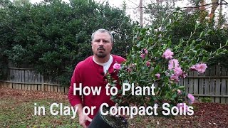 How to plant in clay, poorly draining, and compact soils. Proper tools, amendments, and techniques.