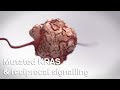 Cancer Cell Biology Mutated KRAS Reciprocal Signalling