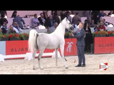 N.124 BAAREZ EL FARIDA - Paris 2015 - 4+ year old Stallion (Class CM6 A)