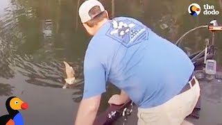 Kittens Swim Up To Fisherman's Boat Looking for Help | The Dodo