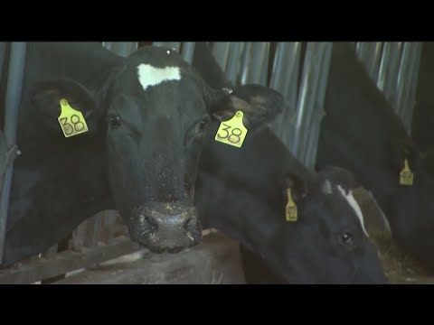 Is Your Milk Safe? New Concerns about Bird Flu Infected Dairy Cows
