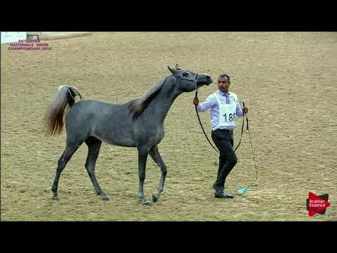N 188 SAKHAR UMM ALUDHAM   21st Qatar National 2018   Yearling Colts Class 6A