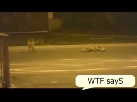 What The Fox Says