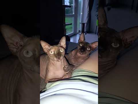 #липецк #cat #милота #веселыекоты #animals #прикольныекоты