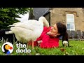 Goose Thinks Woman Is His Wife The Dodo