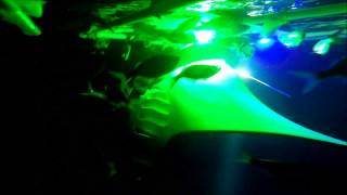 J&B Swim with Manta Rays