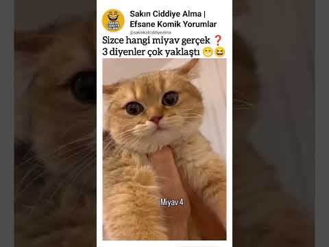 Sizce hangi miyav gerçek ❓3 diyenler çok yaklaştı 😁😆