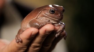 4 Facts about Green & Dumpy Tree Frogs | Pet Reptiles