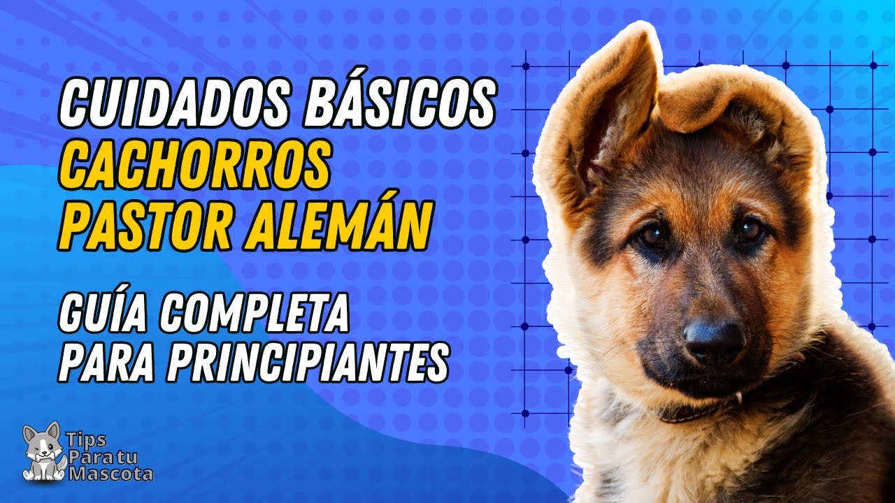 CUIDADOS BÁSICOS DEL PASTOR ALEMÁN CACHORRO