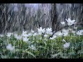 Johnny Tillotson - Rhythm of the Rain - Baz