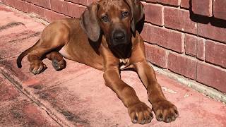 Rhodesian Ridgeback VS Fluffy Lion
