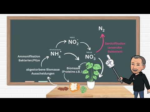 Der Stickstoffkreislauf