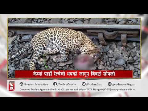 LEOPARD FOUND DEAD ON RAIL TRACK AT PADI-QUEPEM |Prudent Media Goa
