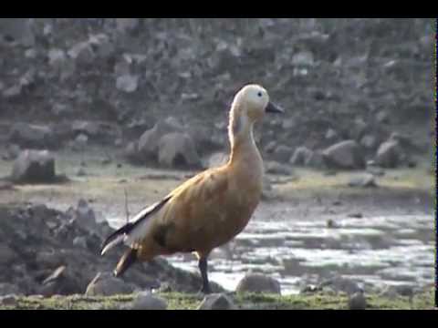 Ruddy Shelduck Tadorna ferruginea varovné volanie