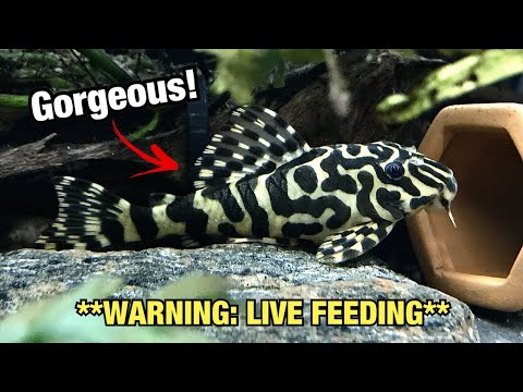 Fish Room Update: Project Reveal, L134 & L260 Pleco Fry, plus Live Feeding