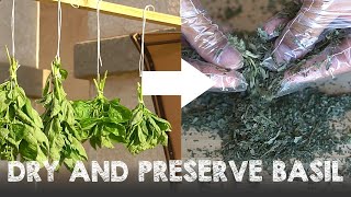 How to Dry and Preserve Basil