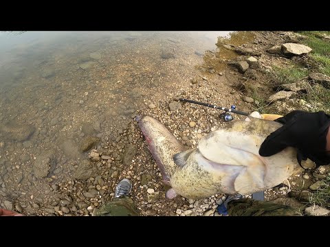 Big Wels Catfish On A Lure