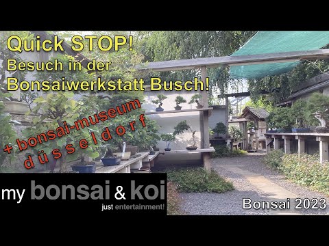 Bonsai 2023-37 - QUICK STOP! - Besuch in der Bonsaiwerkstatt Busch und im Bonsai-Museum Düsseldorf!