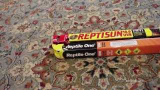 Best UV Light For Bearded Dragons