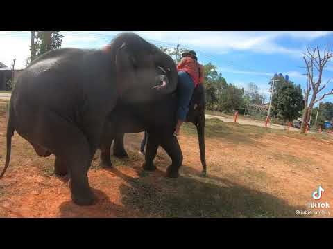 When your Bae is Jealous ♡ Cute Elephant crying