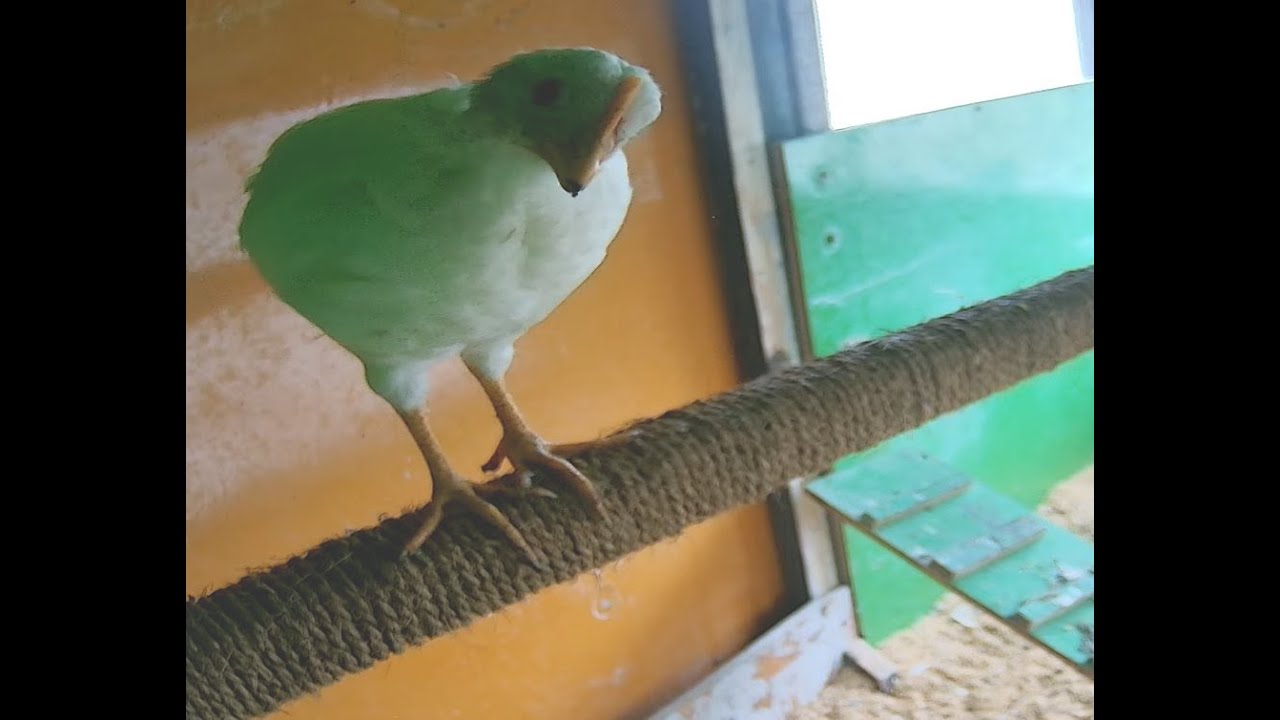 Live webcam view of Cámara del Gallinero: Percha