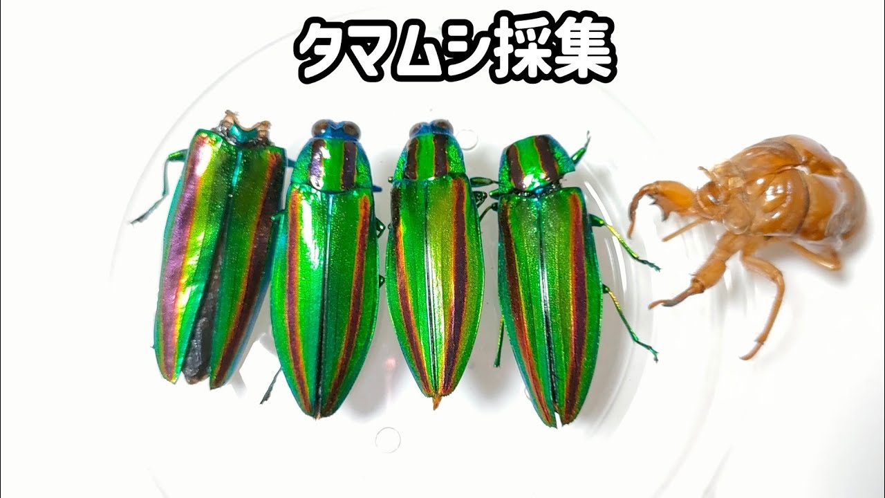 タマムシが木に詰まってたので引っこ抜いて採集観察