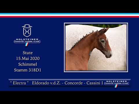 Holsteiner Elite-Fohlenauktion | Nr. 12 v. Eldorado van de Zeshoek - Concorde