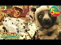 Animal Camouflage Fun Spots Stripes Zoboomafoo WildBrain Full Episodes For Kids