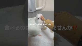 可愛すぎるインコたちの日常vlog💖#インコのいる暮らし #インコのいる生活 #インコ #インコの日常 #ペット動画 #日常vlog #vlog