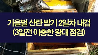 가을벌 산란 받기 내검 2일차 내검 결과 및 3일전 이충한 왕대 점검