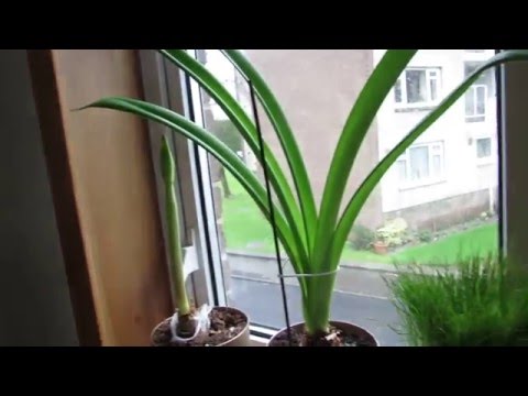 download lagu mp3 mp4 Amaryllis Leaves Falling Over, download lagu Amaryllis Leaves Falling Over gratis, unduh video klip Amaryllis Leaves Falling Over