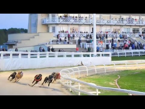 Greyhound Derby Final 2023. - Training Greyhounds Ep.13
