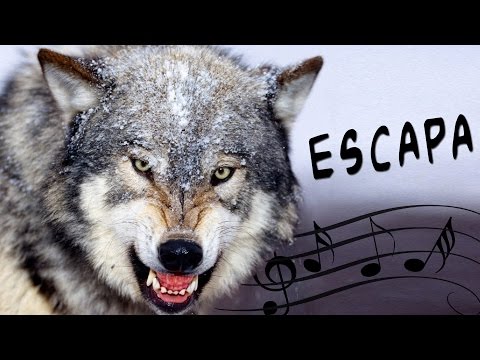 DOTA ESCAPA - ♪ EOPITMANE ♫