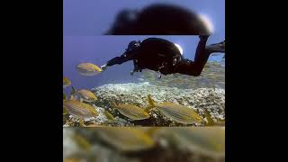 Download lagu Nature video music HD Quality mp3