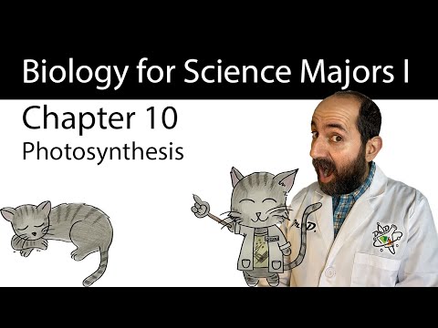 Chapter 10 - Photosynthesis