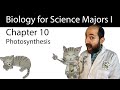 Chapter 10 Photosynthesis