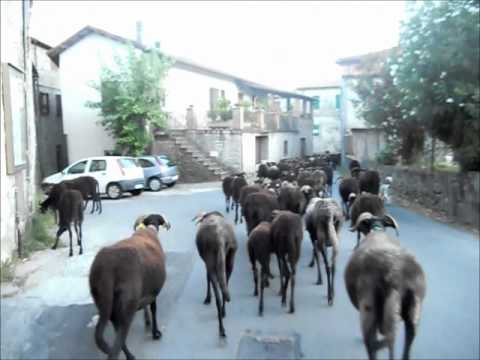 Transumanza pecore massesi, 2012 (Logarghena-Cavallana)