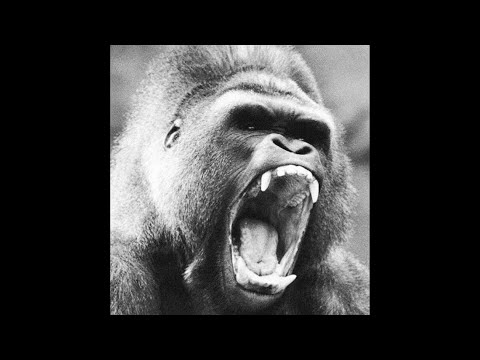 [FREE] PHONK x CLUB BANGER TYPE BEAT - "KING KONG"
