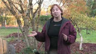 Gardening for Trees & Plants : What do Mice Hate?