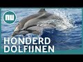Grote school dolfijnen zwemt naast boot bij Californië | NU.nl