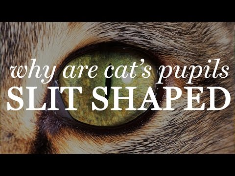 Why Are Cat's Pupils Slit Shaped?