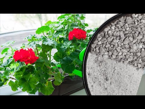 Зачем комнатным растениям нужна ЗОЛА? Как правильно применять золу для цветов?