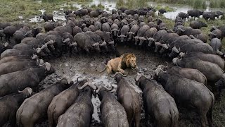 Download lagu Singa vs Kerbau — Kekuatan Bukanlah Faktor Penentu | Di Dalam Alam Liar mp3